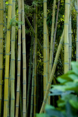 Fototapeta premium Garden, china
