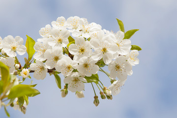 Close up of a flowering branch of cherry. White cherry flowers pierced by spring sunlight	
