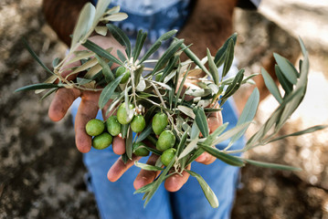 Man with a pile of green olives in his hands freshly collected during the harvesting. Harvested fresh olives in the hands of farmer. Lesbos. Greece.