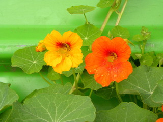 Beautiful flowers of nasturtiums. Nasturtium plants in the garden. Bright flowers in summer. Beautiful orange and yellow flower.