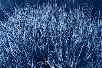 Blue grass, texture, baskground