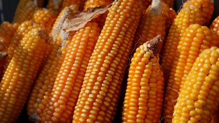 A close up of corn