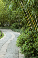 path with bamboo