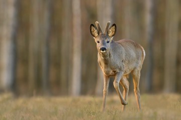 Naklejka na ściany i meble Wildlife scene with deer, Czech. Roe deer, Capreolus capreolus, walking in the grass. roe in a natural habitat.