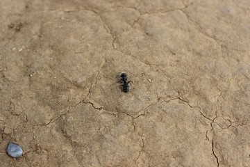 ant on the ground