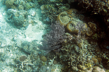 A picture of corals
