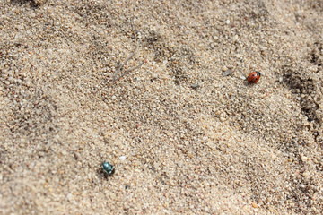ant on the sand