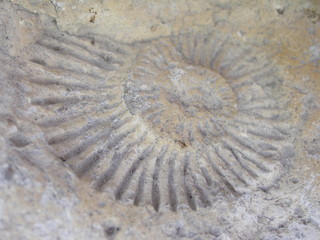 fossil of the sea