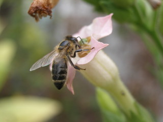 bee on a flower