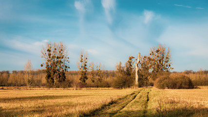 Obraz premium Autumn landscape with trees and clouds