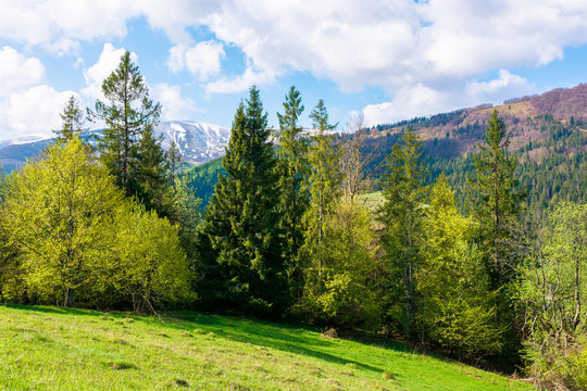 wonderful landscape in springtime. row of trees on the meadow. mountain ridge beneath a blue sky with fluffy clouds in the distance. warm bright weather