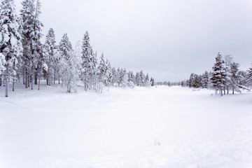 A frozen landscape in lapland