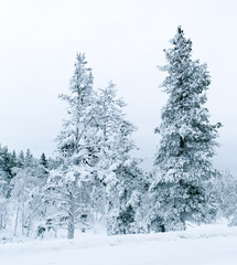 A frozen landscape in lapland