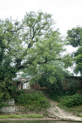 rural china, house with tree