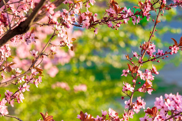 apple branch in pik blossom. beautiful nature background on a sunny day in spring. blurred background