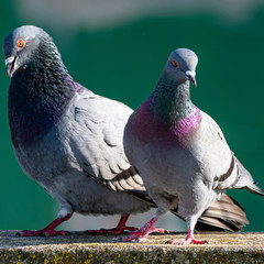 Les plus beaux pigeons amoureux de notre planète 