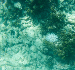 The coral bleaching in Seychelles