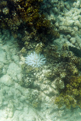 The coral bleaching in Seychelles