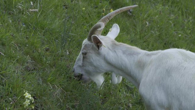 Capra al pascolo