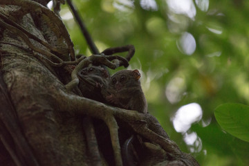 Two tarsius on a tree at evening in Tangkoko
