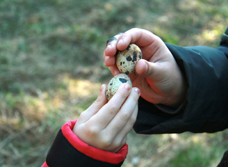 The hands of the girl and the boy hold the quail eggs and knock them. On the hands of the boy are visible warts