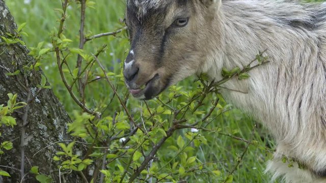 Capra al pascolo