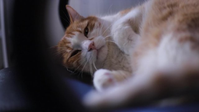 Curious orange and white cat on a chair