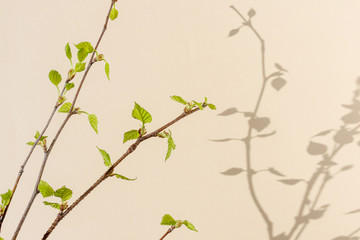 Branches with freshly blossoming leaves and their shadows on a light pastel background. The concept of spring. Minimalism, copyspace.