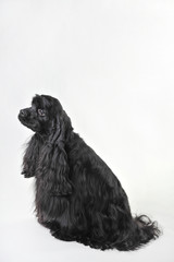 A black haired cocker spaniel sits on a white background