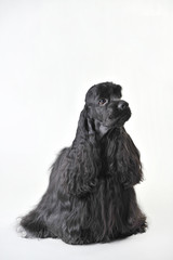 A black haired cocker spaniel sits on a white background
