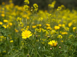 Yellow wildflowers in the meadow