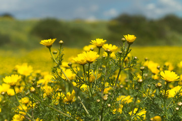 Yellow daisies in the meadow