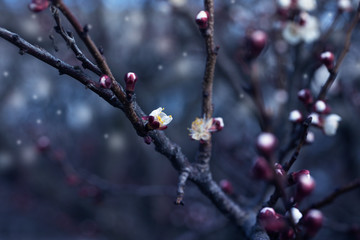 branch with tree buds, apricot flower bud on a tree branch