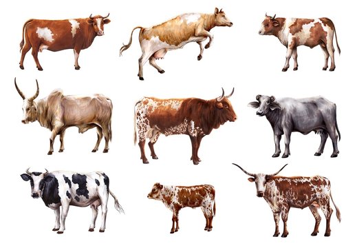 breeding cow. animal husbandry. color illustrations on a white background