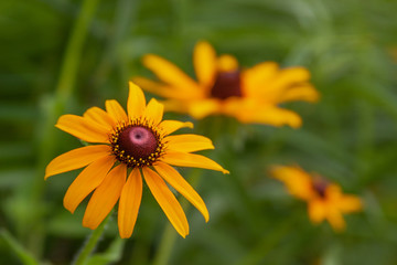 rudbeckia black eyed susan