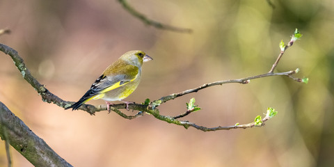 Male European Greenfinch (Chloris chloris) perching on a thin branch