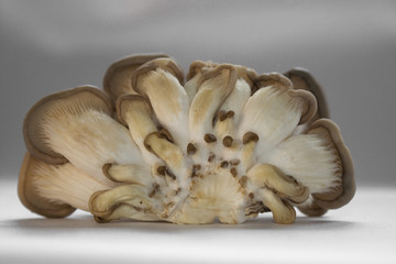 oyster mushrooms bottom view many cut small