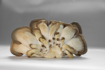 oyster mushrooms bottom view many cut small
