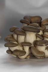 fresh oyster mushrooms side view many cut small