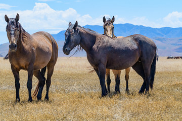 Desert Wild Horses