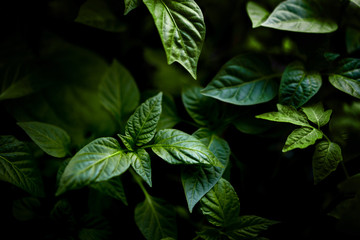 Abstract green leaves texture, nature background, dark tone wallpaper. Natural green leaves pattern with moody feel