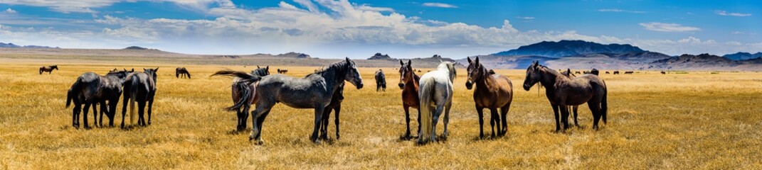 Desert Wild Horses - obrazy, fototapety, plakaty