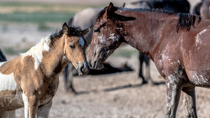 Desert Wild Horses