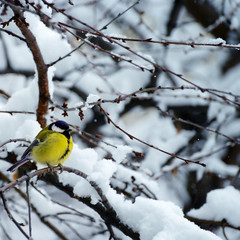 Obraz premium A tit sits on a tree branch amid snow and hoarfrost.
