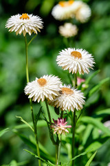 Many white flowers of Rhodanthe plant, commonly known as sunrays or pink paper daisies, in a sunny spring garden, fresh natural outdoor and floral background

