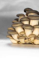 fresh oyster mushrooms side view many cut small