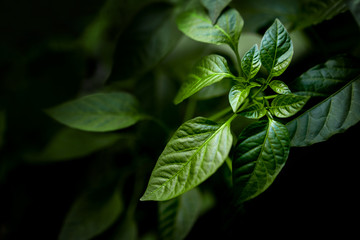 Abstract green leaves texture, nature background, dark tone wallpaper. Natural green leaves pattern with moody feel