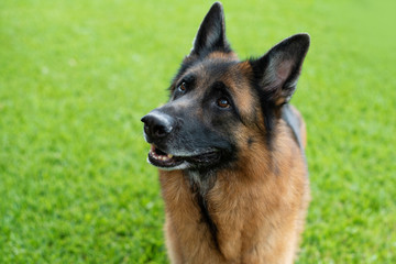 Red and black German Shepherd enjoying his backyard on a warm summer day, looking up at squirrels
