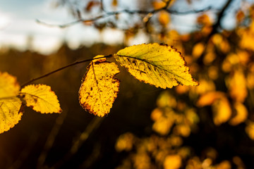 Golden leaves background. Autumn in the park. 