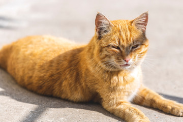 Fototapeta na wymiar A fluffy red cat street cat sleeps relaxed on the sidewalk. Clear weather, the animal enjoys. Shallow depths of the field